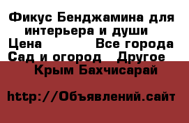 Фикус Бенджамина для интерьера и души › Цена ­ 2 900 - Все города Сад и огород » Другое   . Крым,Бахчисарай